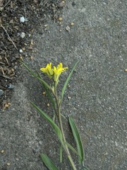 Sisymbrium orientale