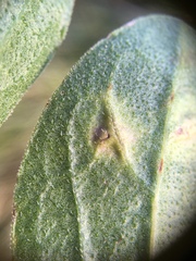 Loewiola centaureae