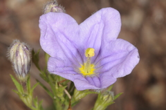 Nierembergia linariifolia