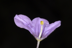Nierembergia linariifolia