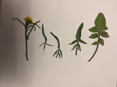 Sisymbrium orientale