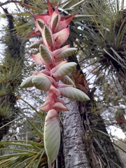 Tillandsia eizii