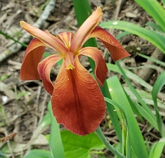 Iris fulva