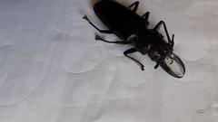 Stenodontes exsertus