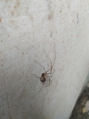 Hoplopholcus forskali