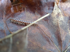 Pseudopolydesmus canadensis