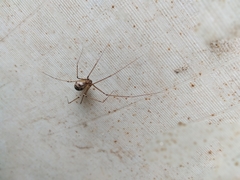 Hoplopholcus forskali