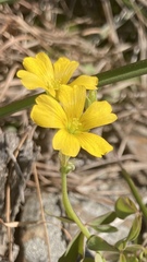Oxalis texana