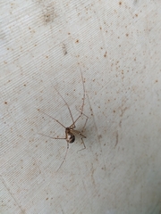 Hoplopholcus forskali