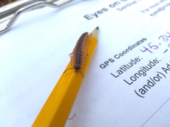 Pseudopolydesmus canadensis