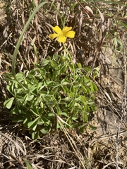 Oxalis texana