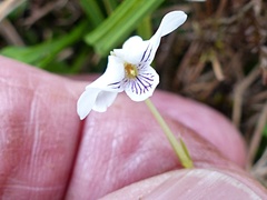 Viola lyallii