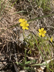 Oxalis texana