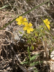 Oxalis texana