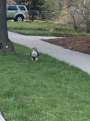 Buteo jamaicensis