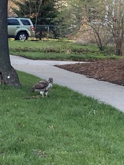 Buteo jamaicensis