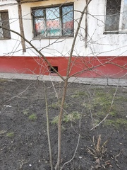 Acer negundo
