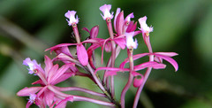 Epidendrum imperator