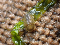 Lekanesphaera hookeri