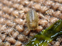 Lekanesphaera hookeri