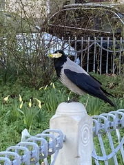 Corvus cornix