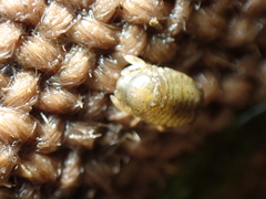 Lekanesphaera hookeri