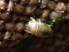 Lekanesphaera hookeri