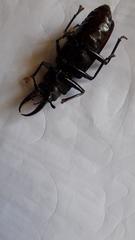 Stenodontes exsertus