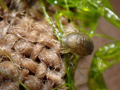 Lekanesphaera hookeri