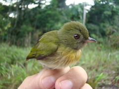 Machaeropterus striolatus