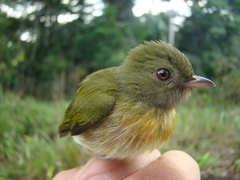 Machaeropterus striolatus