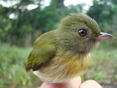 Machaeropterus striolatus