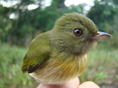 Machaeropterus striolatus