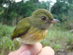 Machaeropterus striolatus