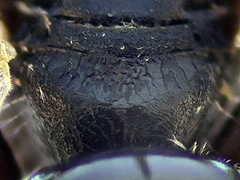Lasioglossum pseudoplanulum