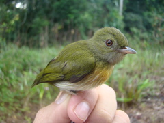 Machaeropterus striolatus