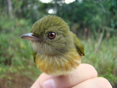 Machaeropterus striolatus