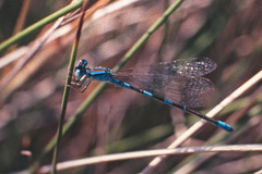 Coenagrion caerulescens