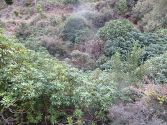 Pseudopanax arboreus