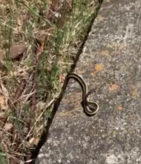 Masticophis lateralis euryxanthus