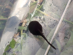 Bufo spinosus