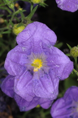 Nierembergia linariifolia