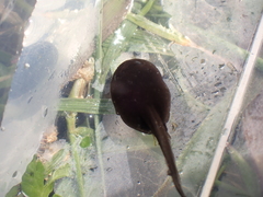 Bufo spinosus