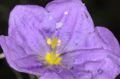 Nierembergia linariifolia