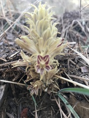 Aphyllon parishii parishii