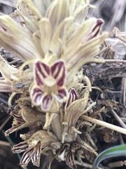 Aphyllon parishii parishii