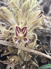 Aphyllon parishii parishii