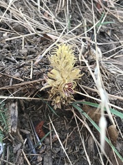 Aphyllon parishii parishii