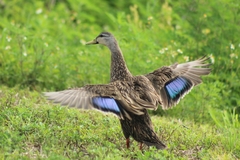 Anas fulvigula image