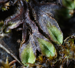 Riccia beyrichiana